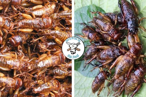 Dế chi&ecirc;n gi&ograve;n